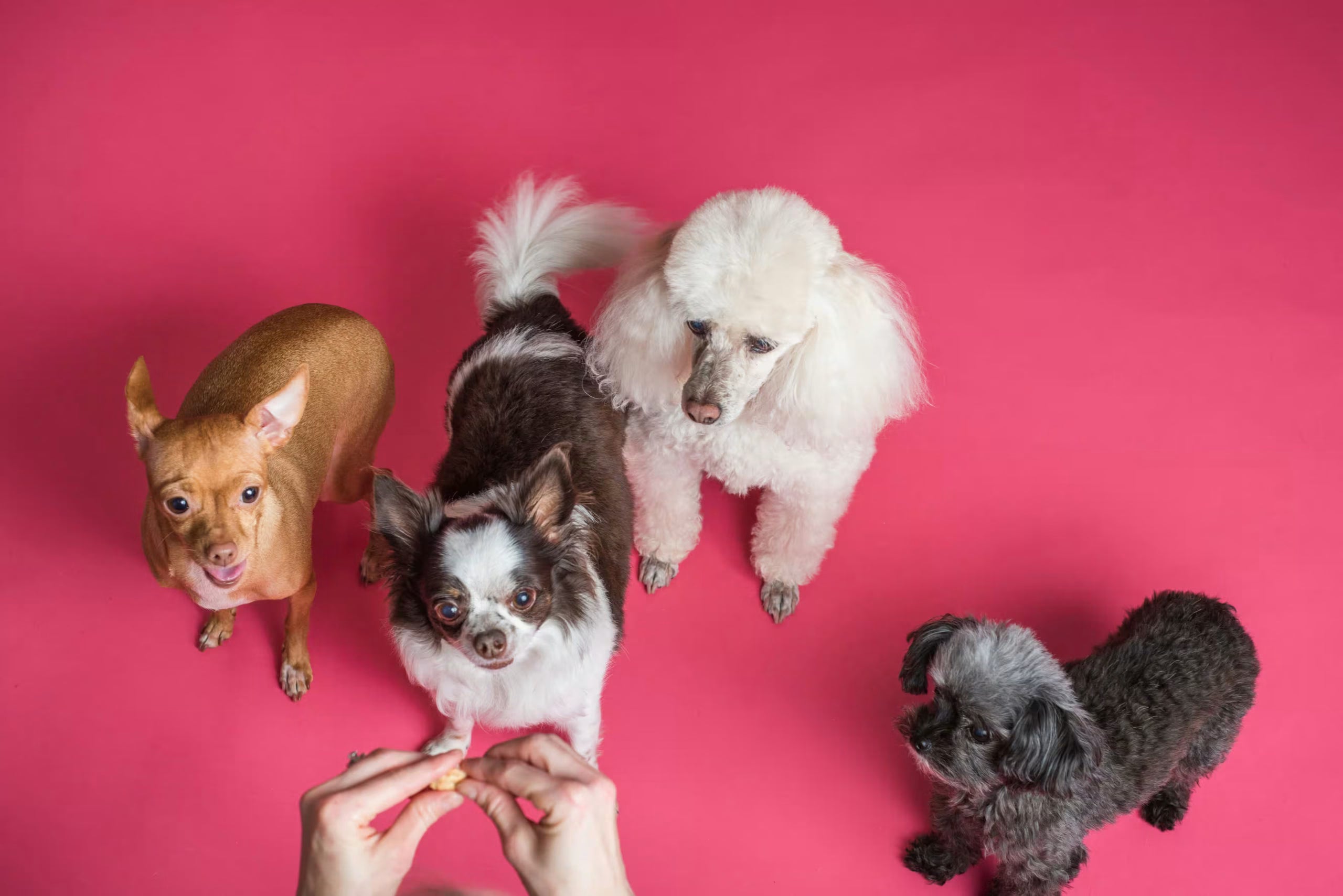 Migliori snack naturali per cani - Perchè sceglierli?