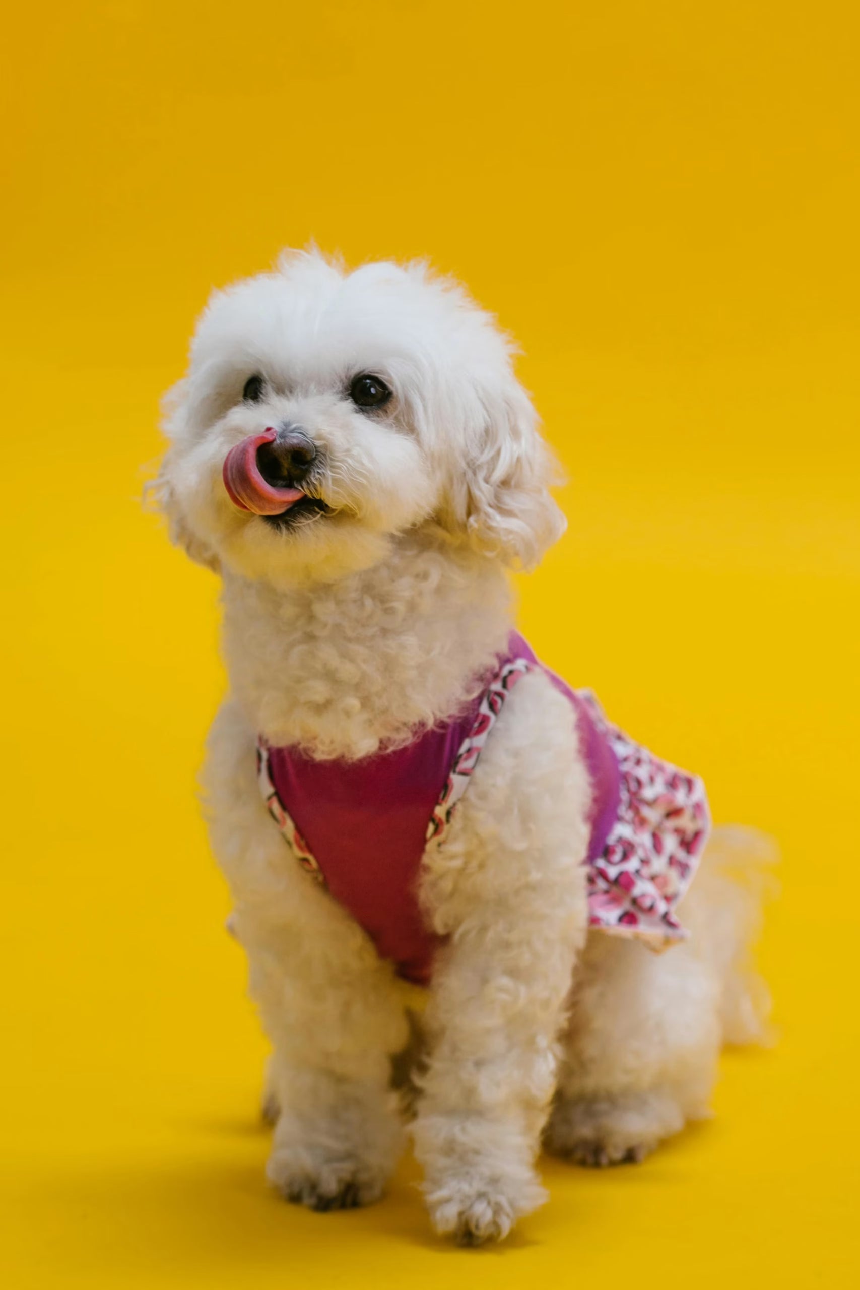 Come scegliere lo snack migliore per il nostro cane