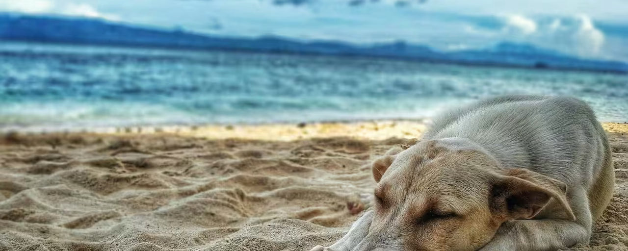 Vacanze con il tuo amico a quattro zampe, come organizzarsi