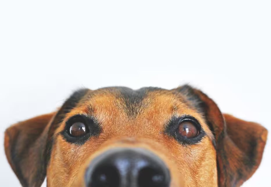 Perché lo snack per cani e gatti non è solo un premio