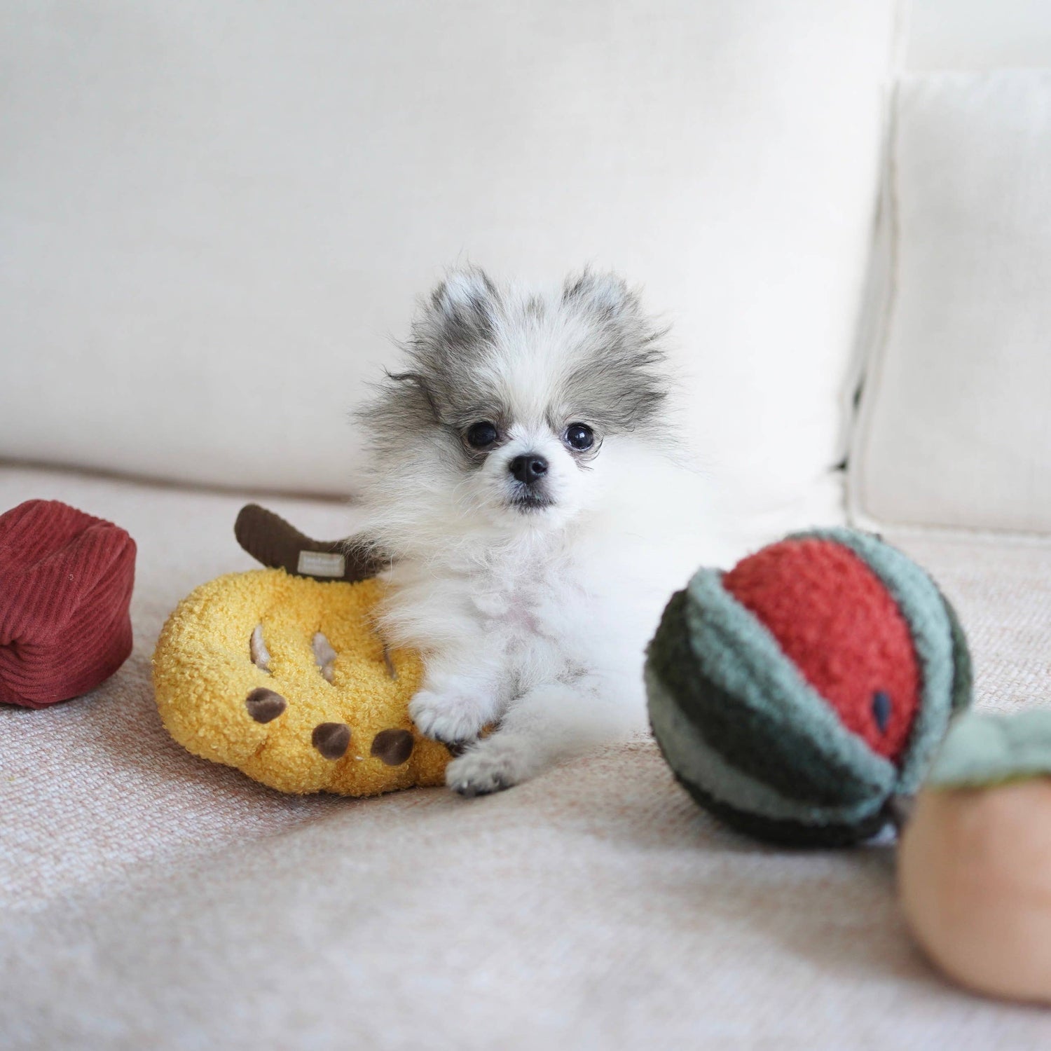 Set di frutta - Giochi olfattivi per cani